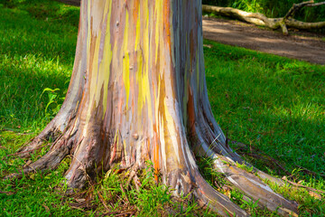 Rainbow Eucalyptus tree at Keahua Arboretum near Kapa'a, Kauai, Hawaii. Rainbow Eucalyptus is a...