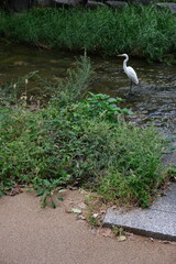 Cheonggyecheon Stream Animals Seoul, Korea