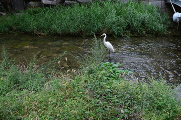 Cheonggyecheon Stream Walkway Seoul, Korea