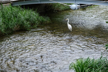 Crane or Stork in Stream Seoul, South Korae