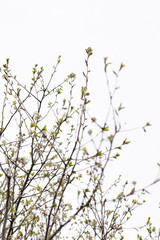 new buds and leaves on tree