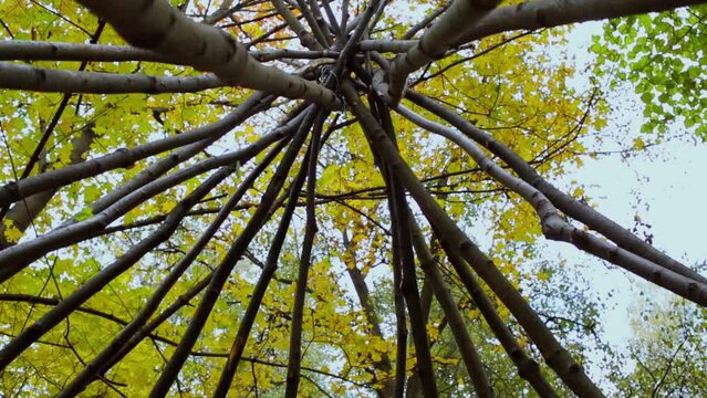 Carcase for native house tepee among trees at autumn day in forest 