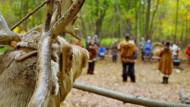 Head of stuffed deer and people clap hand at autumn day in forest