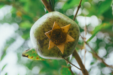 Guava fruit from bellow