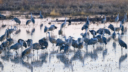 Sandhill Cranes gather in a pond in southern Arizona.