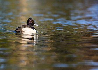 duck on the lake