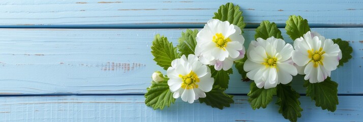 Fototapeta premium Spring primula primrose flowers Blossom On Blue Wooden Table with copy space.