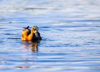 duck in the water