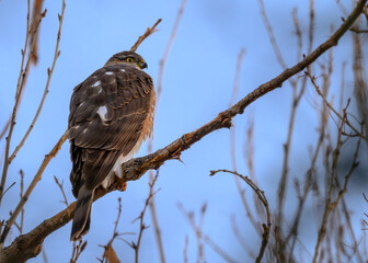 hawk on a branch
