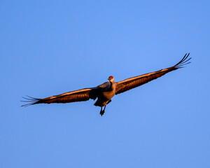 Sandhill Crane in flight