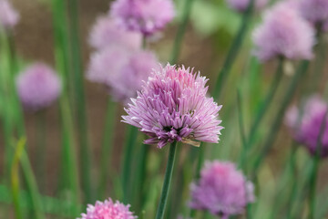 Bright pink chives flowers with green leaves.