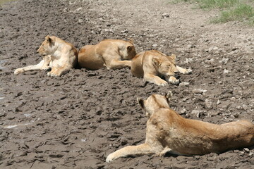 Leonas descansando