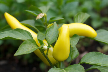 Bunch of bright yellow hot wax peppers in the garden.
