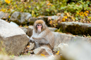 Japanese macaques or Snow Monkeys during the autumn season.