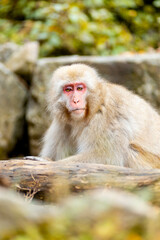 Japanese macaques or Snow Monkeys during the autumn season.