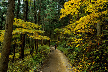 Forest bathing stroll along a path surrounded by pine, conifer and cedar trees in Japan