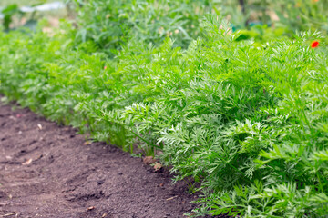 Thick row of young carrots growing in summer garden.