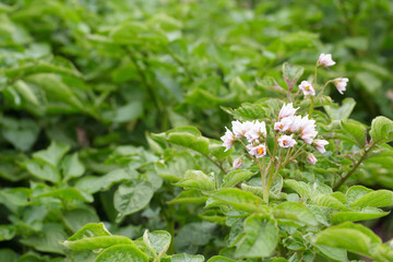 Cute pink bloom on the potato bushes in the garden.