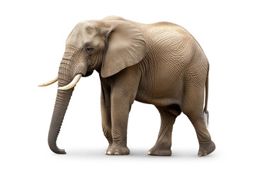A high-resolution image capturing the grace and majesty of an adult elephant, isolated on a white background, showcasing intricate skin textures and details.