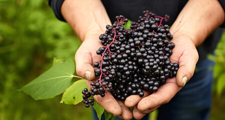 Bunch of black elderberries in the hands of a man.