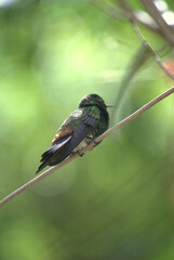 Aves,canarios,colibries,todos nos alegran el dia. © FILIPPO