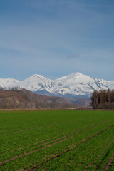 Naklejka premium 春の緑のムギ畑と雪山 十勝岳連峰 