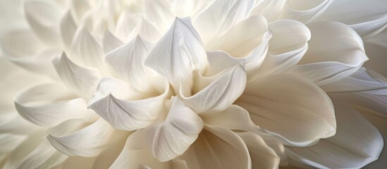 Captivating White Flower Photo: A Stunning Visual Delight of Endless White Petals in a Mesmerizing Floral Portrait