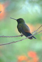 Aves,canarios,colibries,todos nos alegran el dia.