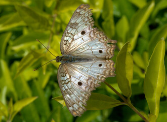 Mariposas, insectos, un mundo casi infinito, ¡cuidémoslo!