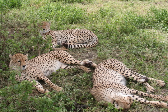 Guepardos tumbados