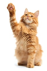 Fluffy ginger cat with one paw up isolated on a white background