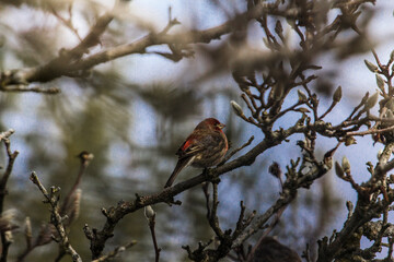 Purple Finch (Haemorhous purpureus) in a Magnolia Tree During Winter, Ohio