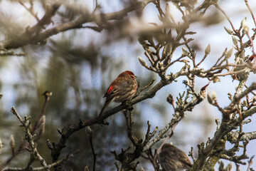 Purple Finch (Haemorhous purpureus) in a Magnolia Tree During Winter, Ohio
