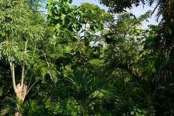 tree in the forest