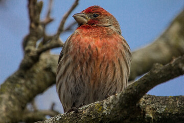 Purple Finch (Haemorhous purpureus) in a Magnolia Tree During Winter, Ohio
