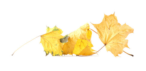 Autumn season. Beautiful maple leaves isolated on white