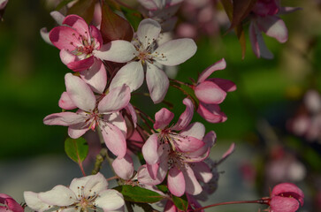 pink magnolia flowers