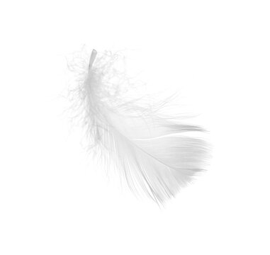 Beautiful fluffy bird feather isolated on white