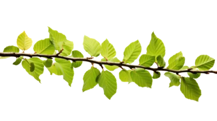 Stoff pro Meter Branch of beech tree, Fagus sylvatica, isolated on transparent and white background.PNG image. © CStock