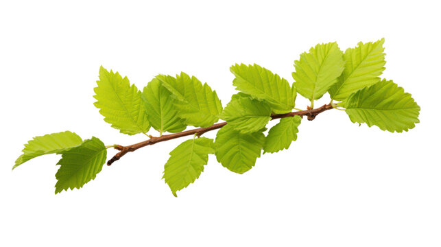 Branch of beech tree, Fagus sylvatica, isolated on transparent and white background.PNG image.