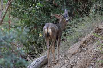 Baby Deer in the Forest Looking at Camera