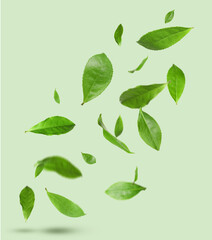 Fresh green tea leaves falling on color background