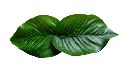 Calathea lutea foliage, (Cigar Calathea, Cuban Cigar), Exotic tropical leaf isolated on transparent and white background.PNG image. - obrazy, fototapety, plakaty