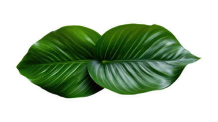Calathea lutea foliage, (Cigar Calathea, Cuban Cigar), Exotic tropical leaf isolated on transparent and white background.PNG image.