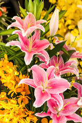 Pink lilies lilium and yellow orchids