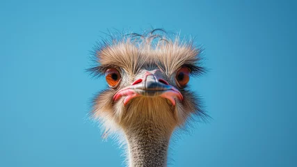 Fotobehang Funny ostrich portrait looking at camera, blue background © VisualDisco