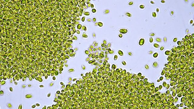 Beautiful and very active single-cell marine microalgae found in the bucket of a fisherman. Microscope footage, time lapse, 200x magnification, bright field microscopy