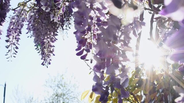 Spring wisteria flowers. The sun's rays shine through the branches of blooming wisteria
