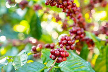 Red ripe cherry berries coffee beans on coffee tree in coffee plantation background. Farmer growing and harvesting coffee bean in farm on the mountain. Food and drink business and industry concept. - obrazy, fototapety, plakaty