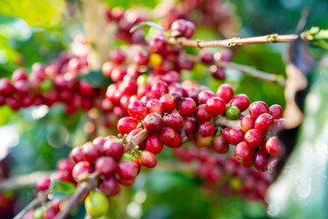 Red ripe cherry berries coffee beans on coffee tree in coffee plantation background. Farmer growing and harvesting coffee bean in farm on the mountain. Food and drink business and industry concept. - obrazy, fototapety, plakaty